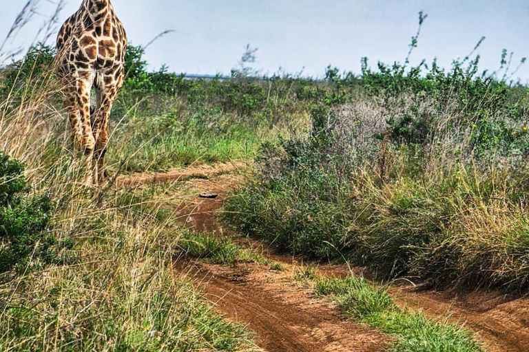 Nairobi National Park Safari Game Drive in a 4x4 Nairobi: National Park 5 Hours Safari in a Shared 4x4 Jeep