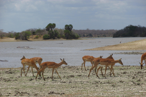 2 dias, 1 noite Selous Game Reserve/Parque Nacional Nyerere2 dias, 1 noite na Reserva de Caça Selous / Parque Nacional Nyerere