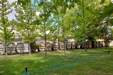 CONCHA Y TORO VINEYARD