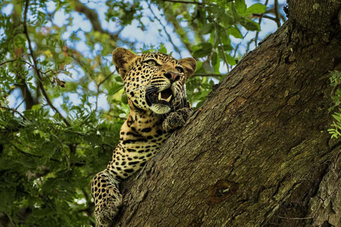 From Zanzibar: Mikumi Safari Day Trip with Flights and Lunch Mikumi Shared Safari without hotel transfer