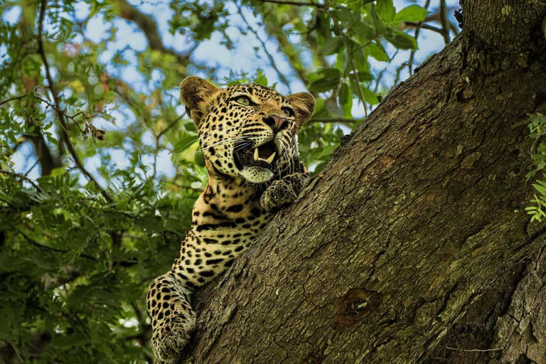 From Zanzibar: Mikumi Safari Day Trip with Flights and Lunch Mikumi Shared Safari without hotel transfer