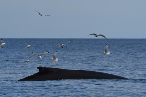 Húsavík: Whale Watching Tour with Heated Indoor Seating