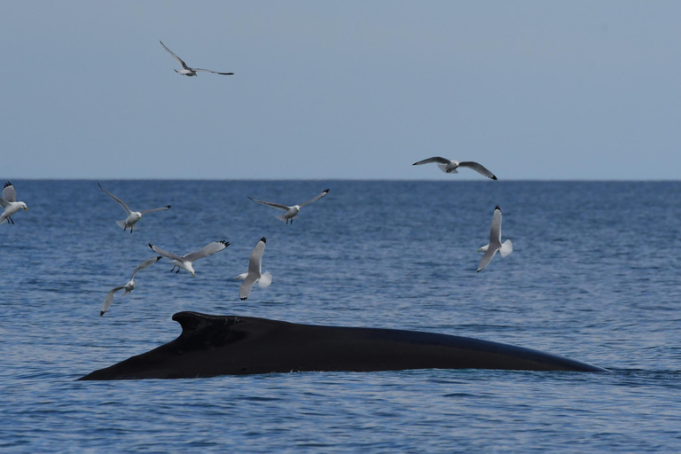 Húsavík: Whale Watching Tour with Heated Indoor Seating