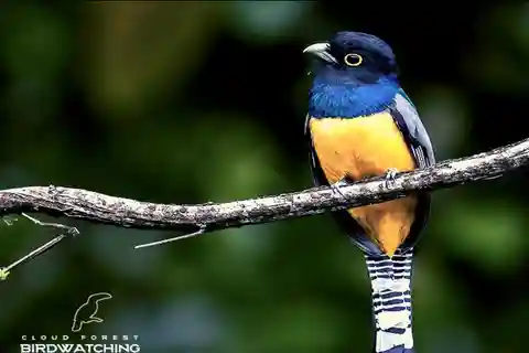 La Fortuna Rainforest Birdwatching Tour