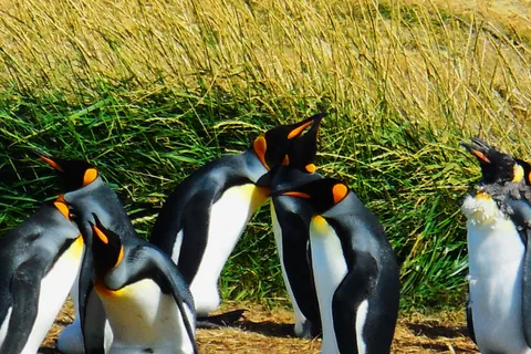 King Penguin & Tierra del Fuego Tour