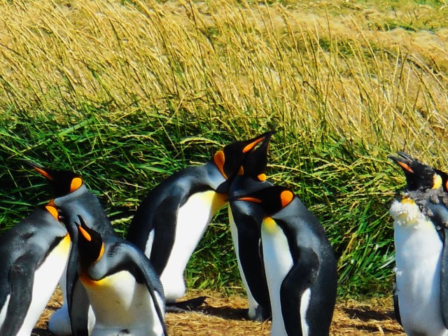 Visit King Penguin & Tierra del Fuego Tour in Punta Arenas