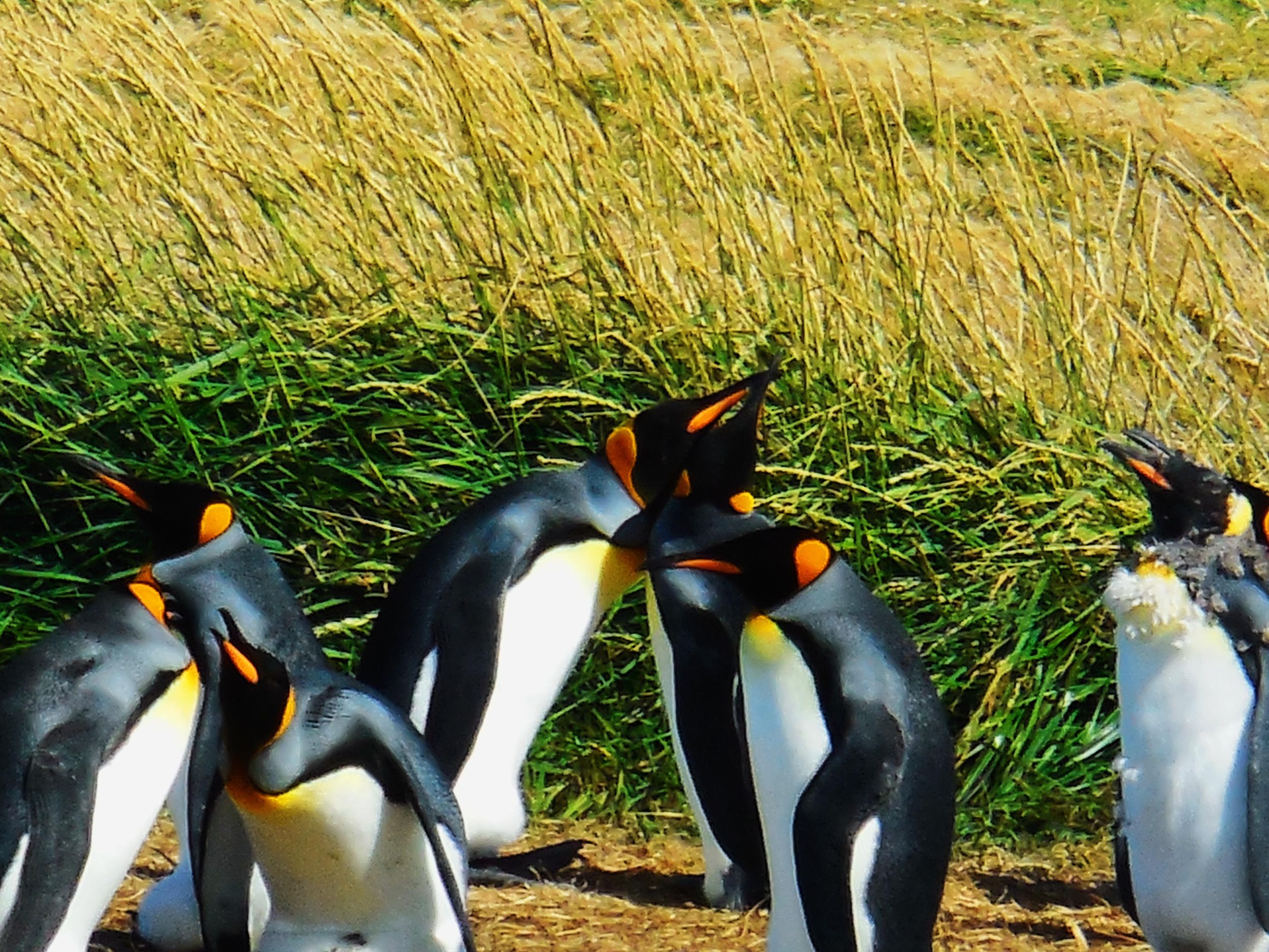 Königspinguin & Feuerland Tour
