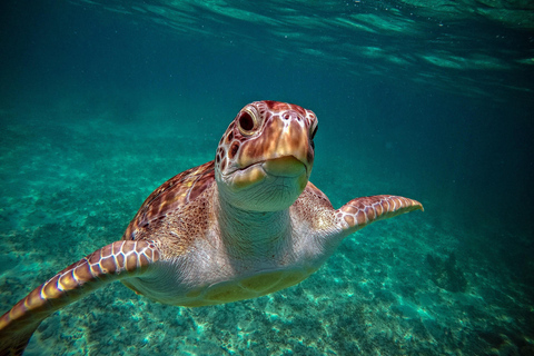 Tour de Aventura na Selva e TartarugasPASSEIO DE AVENTURA NA SELVA E TARTARUGAS