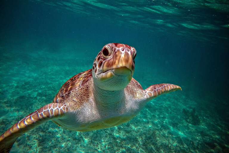 Tour de Aventura na Selva e TartarugasPASSEIO DE AVENTURA NA SELVA E TARTARUGAS