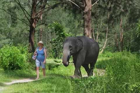 Bamboo Rafting, Waterfall, Elephants, and Turtle Tour