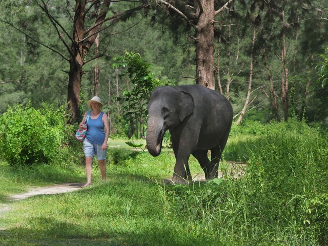 Visit Khao Lak: Bamboo Rafting, Elephants, and Turtle Center Tour in Phuket