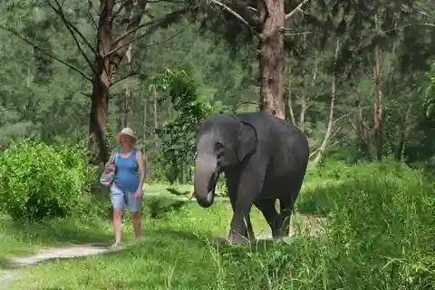 Bamboo Rafting, Waterfall, Elephants, and Turtle Tour