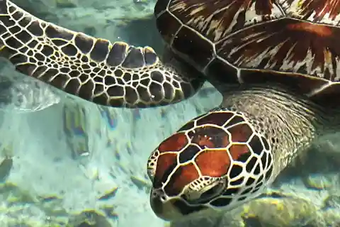 ZANZIBAR: SALAAM CAVE AQUARIUM SWIMMING WITH TURTLES