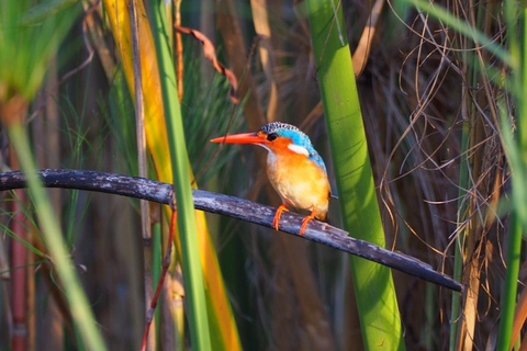 Maun: Okavango Delta Mahango Mokoro Tour with Local Guide
