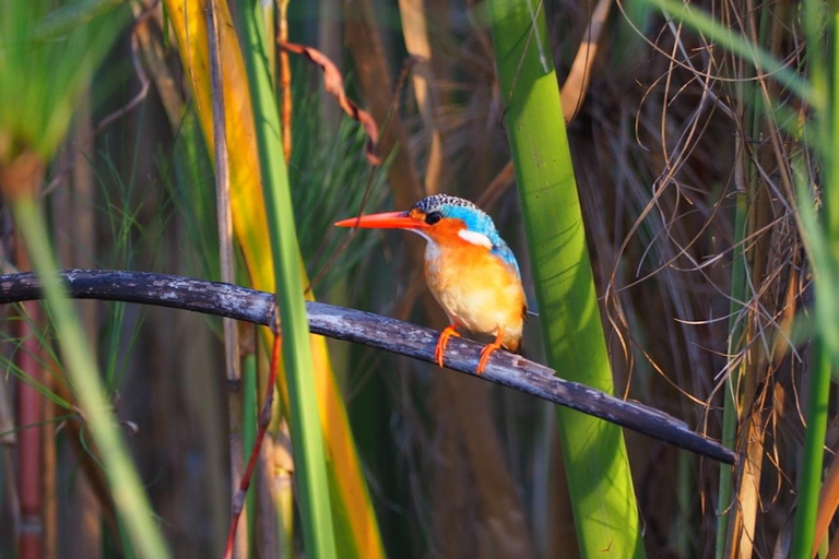 Maun: Okavango Delta Mahango Mokoro Tour with Local Guide