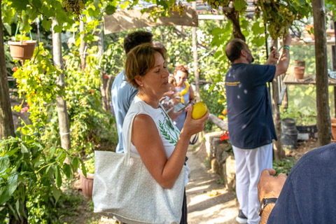 Sorrento: Lemons grove, Farm Tour&Tasting and Pizza Class Sorrento Coast: Enogastronomic Tour with Show & Tasting