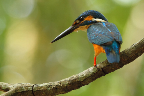 Bentota: River Safari with Wildlife and Island Visits