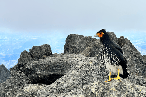 Quito Rucu Pichincha: Vandring till toppen av Rucu Pichincha