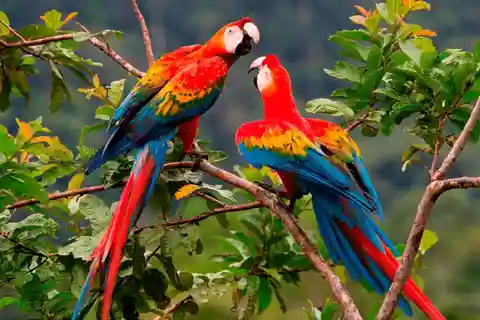 De Cusco | Excursão à selva de Manu 7D/6N | Maravilhas de Manu