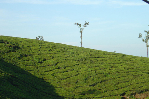 Excursão de ida e volta a Munnar, saindo de Kochi, cobrindo todos os itens essenciais