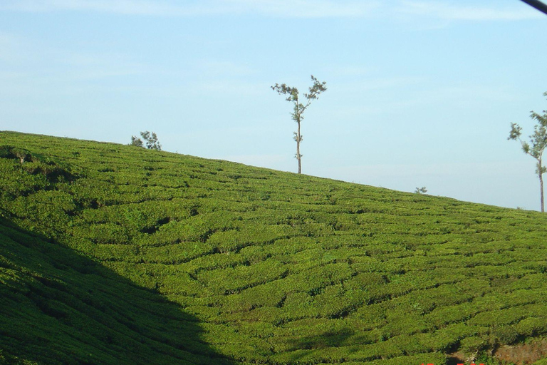 Munnar dagexcursie heen en terug vanuit Kochi met alle benodigdheden