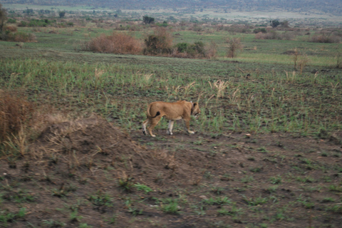 Ouganda : 3 jours de safari dans le parc national Queen Elizabeth