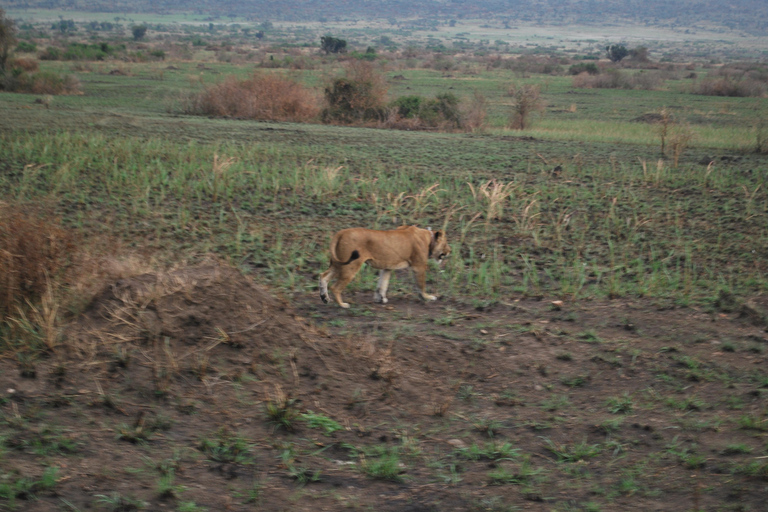 Ouganda : 3 jours de safari dans le parc national Queen Elizabeth