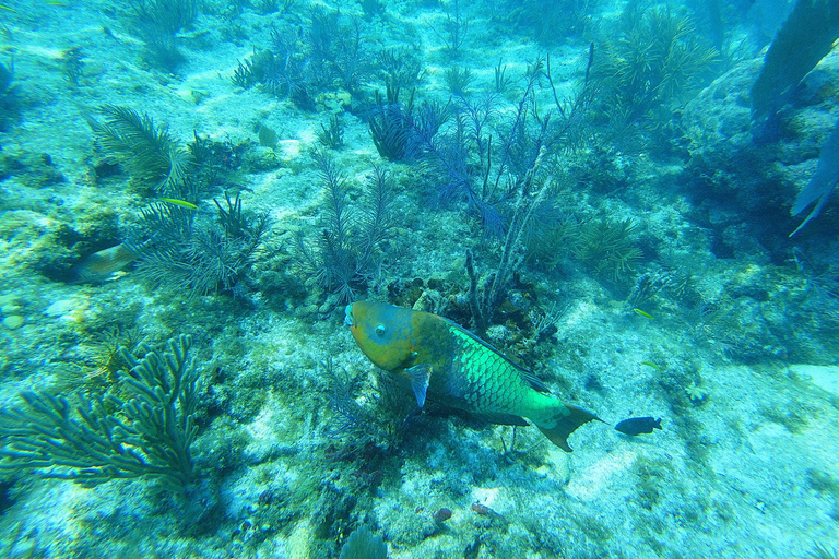 Southpoint Divers: Afternoon Reef Dive Trip