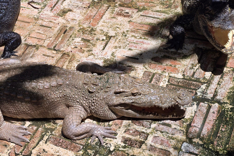 Siem Reap Crocodile Farm Tour With Tuk Tuk Transfer
