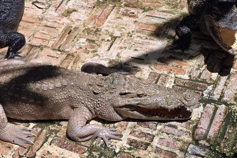 Siem Reap Crocodile Farm Tour With Tuk Tuk Transfer