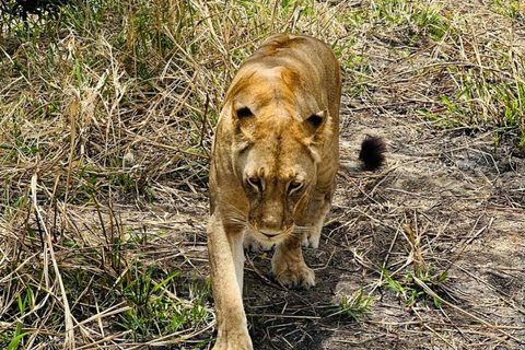 from Zanzibar: 3-Days Mikumi national park Safari with Train