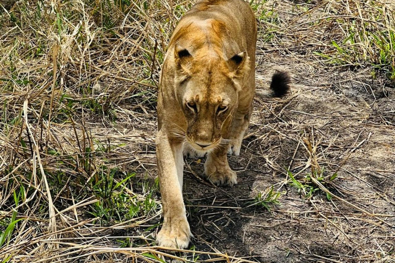 from Zanzibar: 3-Days Mikumi national park Safari with Train