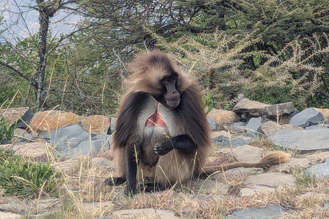 Blue Nile Gorge Wildlife & Cultural Day Trip