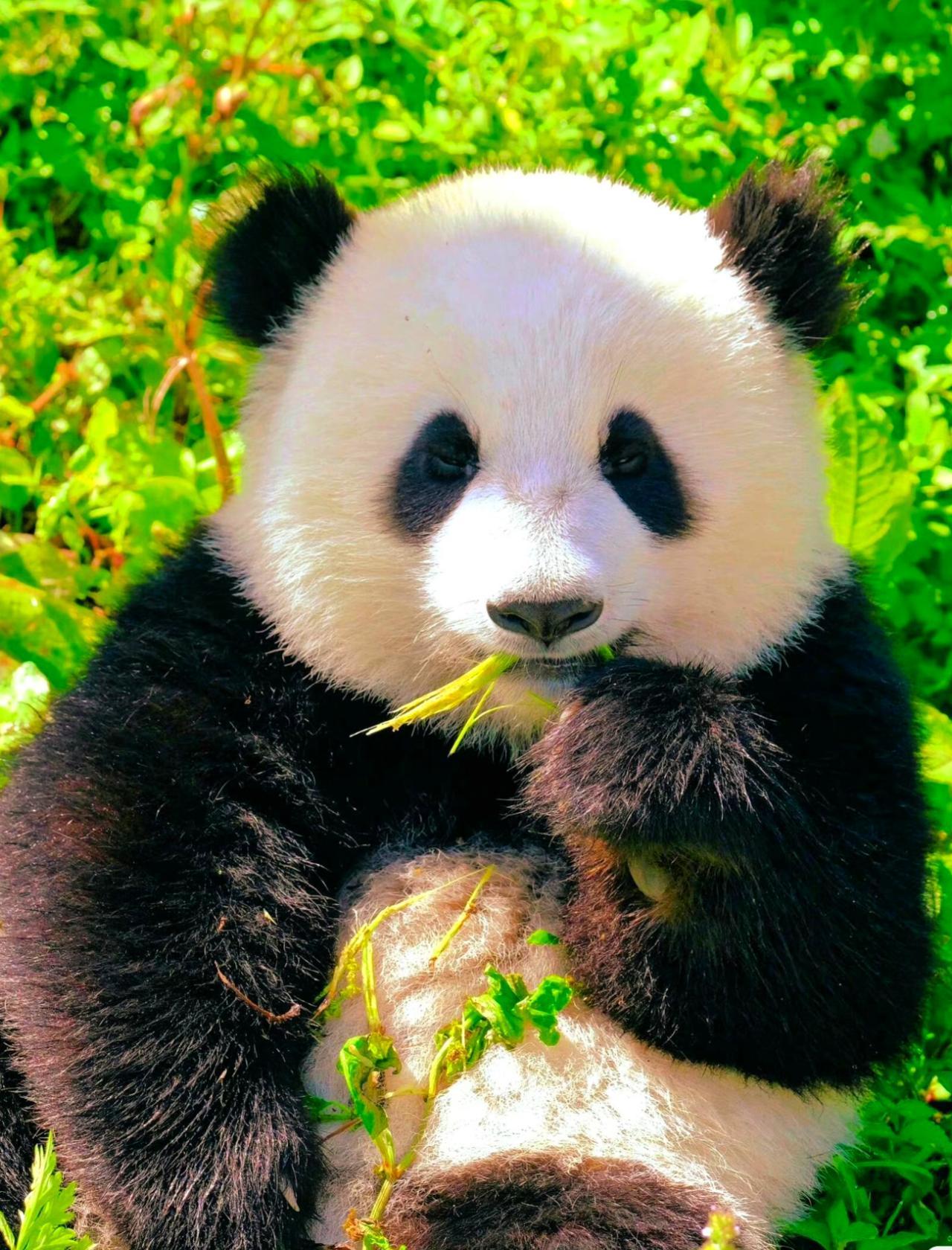 Chengdu: Eintrittskarte für die Panda-Station