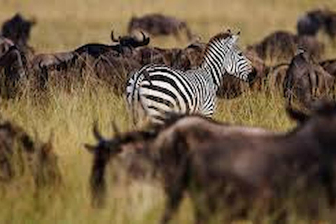 Arusha: 7-Day Safari Tour with Materuni Waterfalls Hike