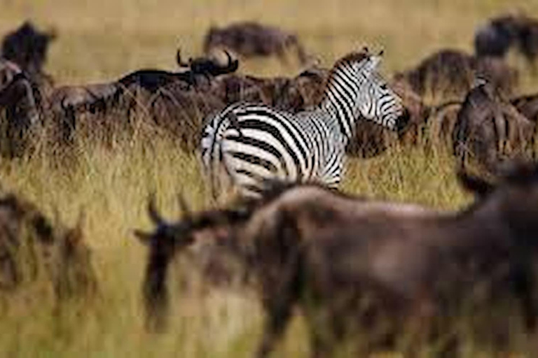 Arusha: 7-Day Safari Tour with Materuni Waterfalls Hike