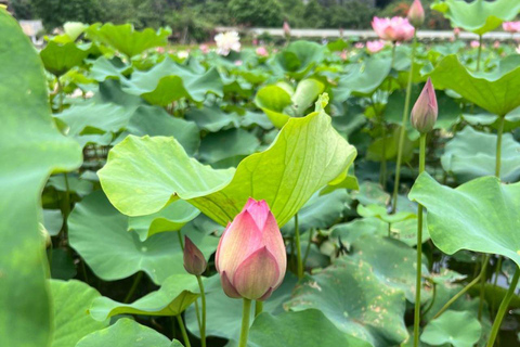 Depuis Hanoi : Ninh Binh - Trang An - Grottes de Mua - Déjeuner et busAu départ de Hanoi : Découvrez la beauté de Ninh Binh - Excursion d&#039;une journée