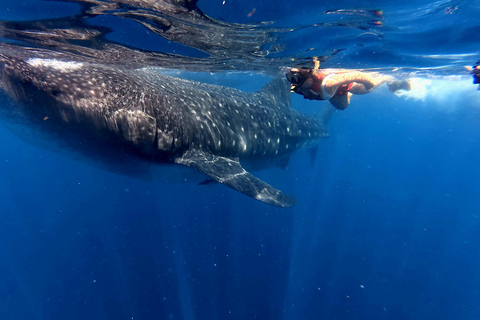 Protected natural reserve: Whale Shark Aqua Safari