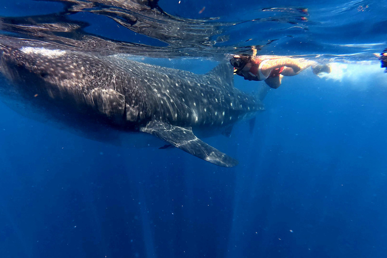 Protected natural reserve: Whale Shark Aqua Safari