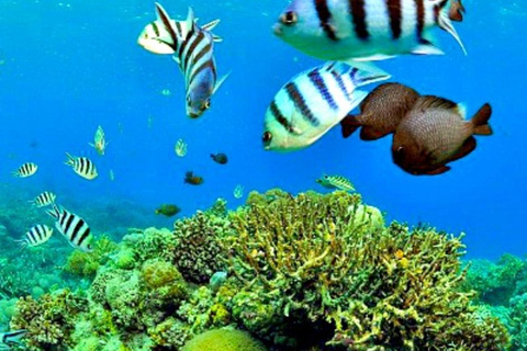 Mactan: Cebu Island Hopping Boat Tour with Lunch