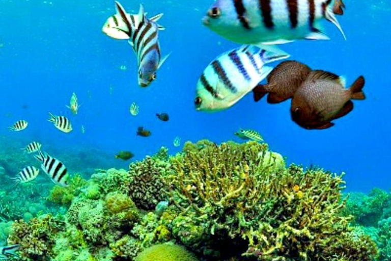 Mactan: Cebu Island Hopping Boat Tour with Lunch