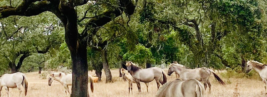 Évora : Usine de liège et ferme de liège Déjeuner inclus
