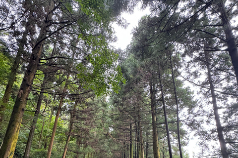 Jeju Geumun-oreum Volcanic Crater Hiking