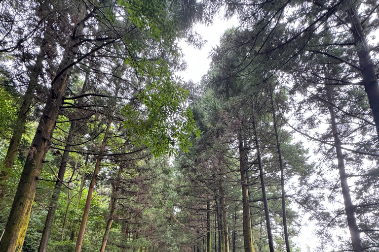Jeju Geumun-oreum Volcanic Crater Hiking