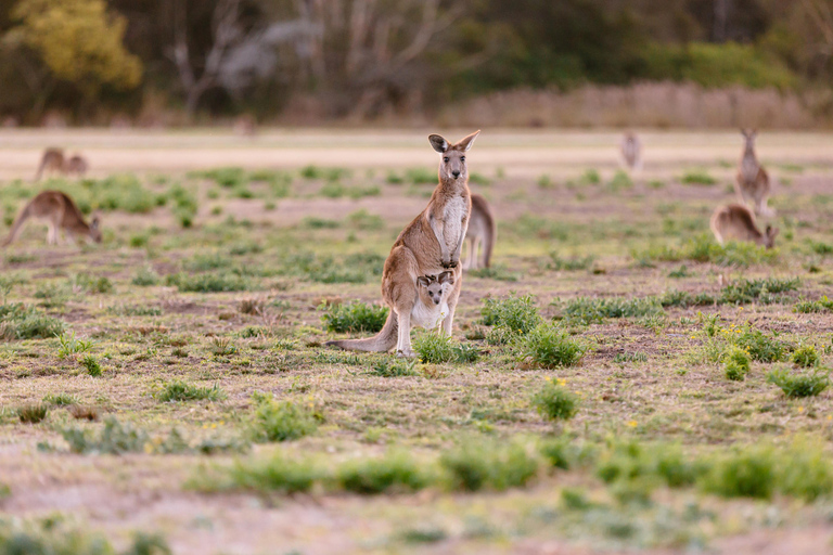 Costa de Ouro: Excursão de um dia ao Mt Tamborine Kangaroo e KoalaCangurus e vista para as montanhas