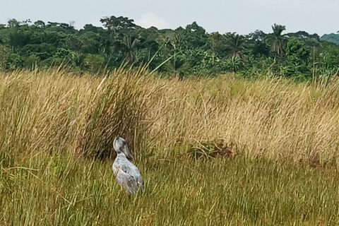 From Kampala: Mabamba Swamp Birding Half-Day Tour From Kampala: Mabamba Swamp Birding Day Tour