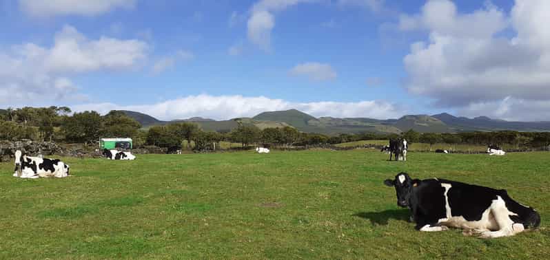 Visit a Farm on the Island of Pico