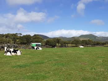 Visita una granja en la isla de Pico