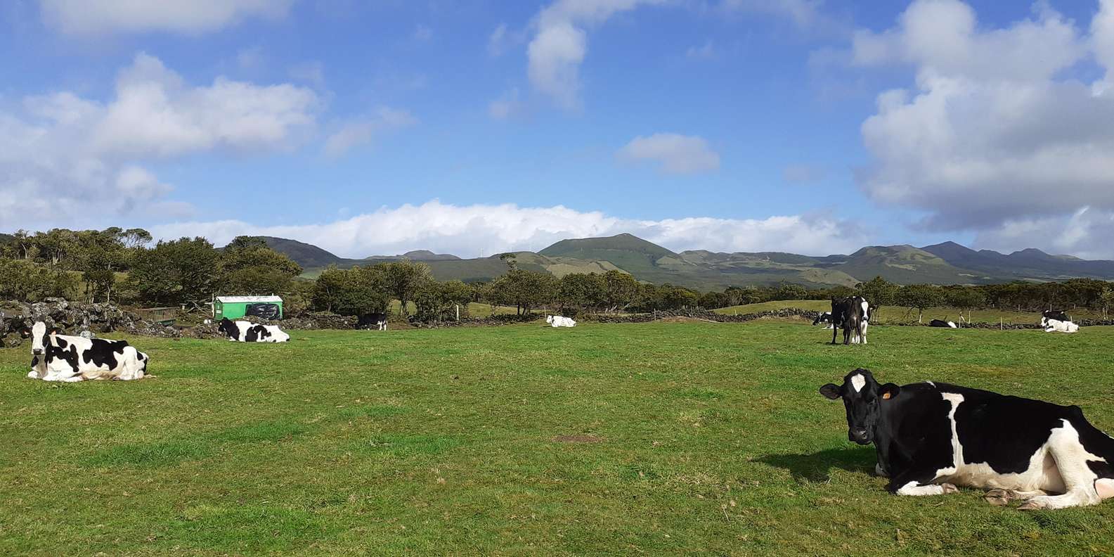 参观皮科岛上的农场| GetYourGuide, image size:1585x792