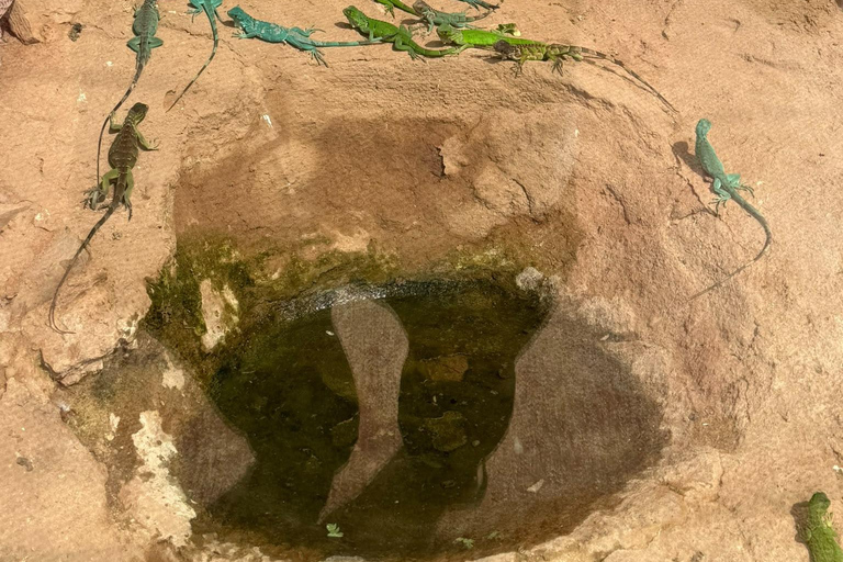 Agadir: Spotting goats in the Argan trees and visit to Crocoparc